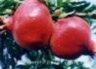 Pomegranate Hull  P.E.
